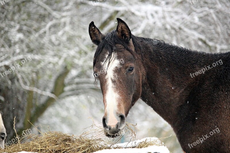 Horse Snow Winter Thoroughbred Arabian Mold