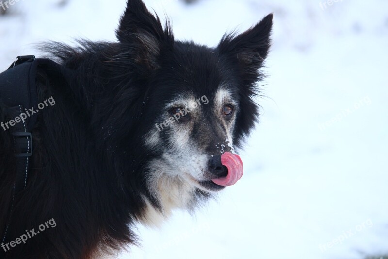 Dog Border Snow Herding Dog Purebred Dog