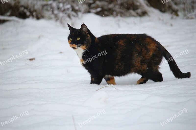 Cat Mieze Snow Kitten Three Coloured