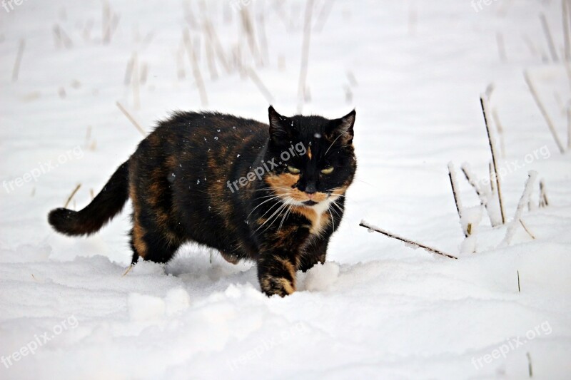 Snow Mieze Cat Domestic Cat Kitten