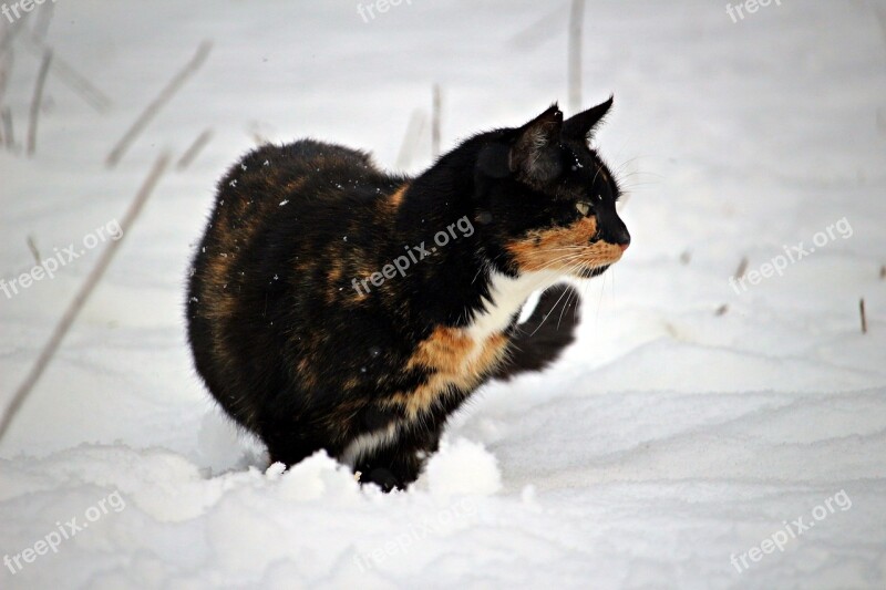 Cat Kitten Snow Winter Mieze