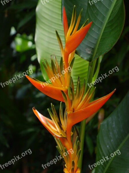 Heliconia Flower Orchid Blossom Bloom