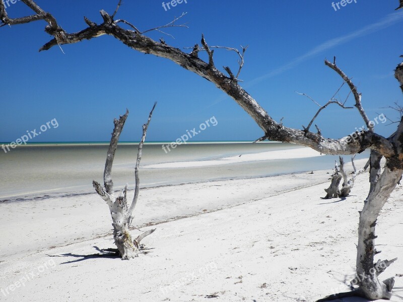 Tropical Beach Mexico Island Dty Log White Sand