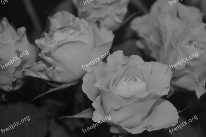 Roses Plant Flowers Nature Rose