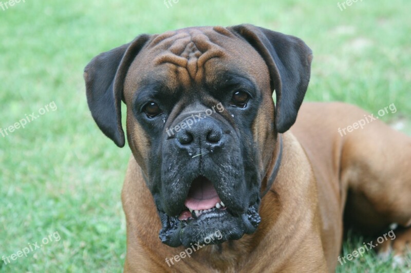 Animal Nature Portrait Of Animals Boxer Dog Breed