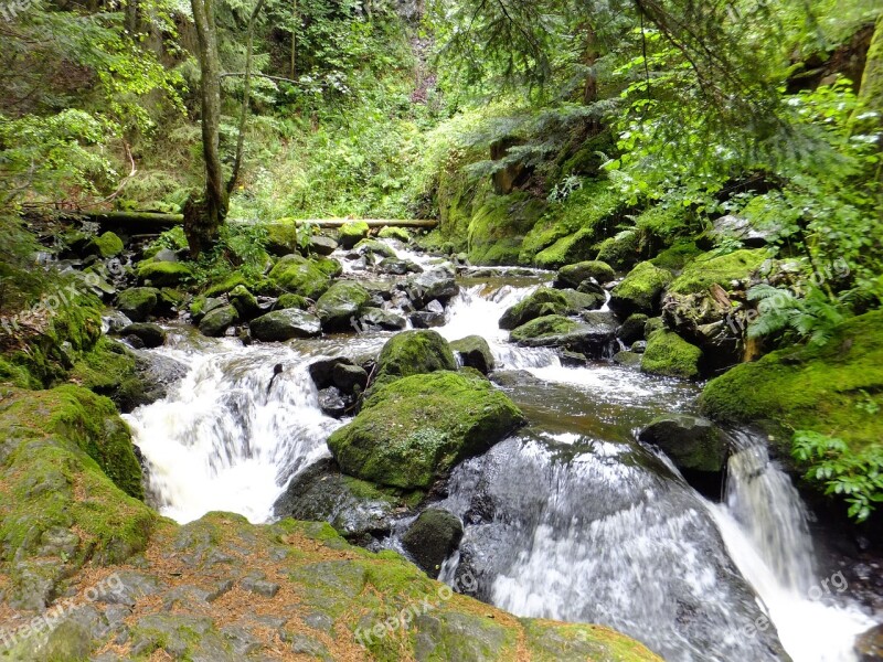 Black Forest Bach Clammy Moss Waterfall