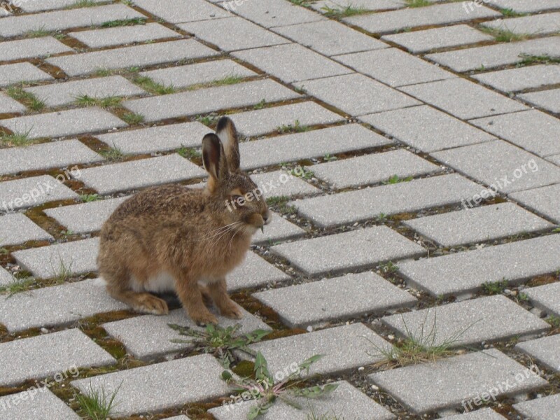 Hare Parking Food Free Photos