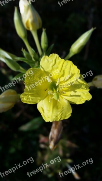 Yellow Wild Flowers Close Up Nature Small Bloom