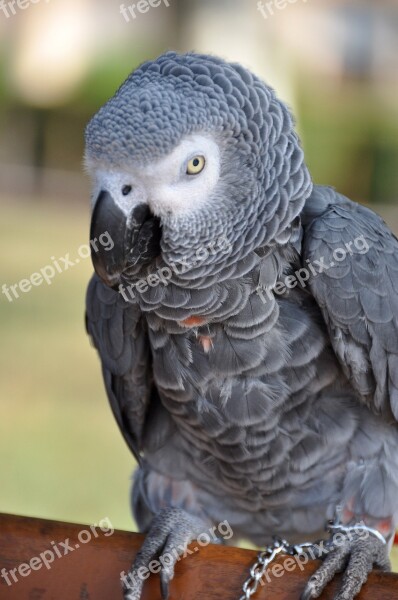 Parrot Grey Gabon Bird Animals