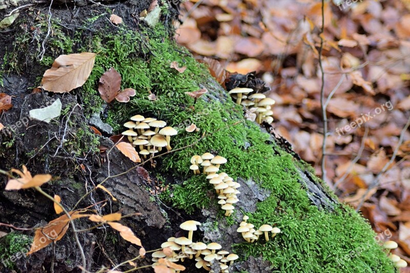 Fall Foliage Mushroom Toxic October Deciduous Forest