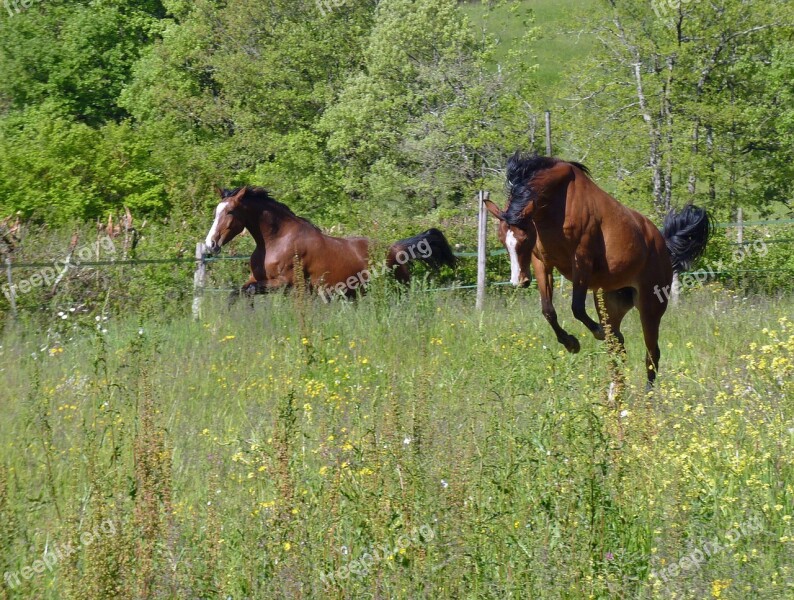 Horse Pure Arab Blood Horse Breeding Pre Horses