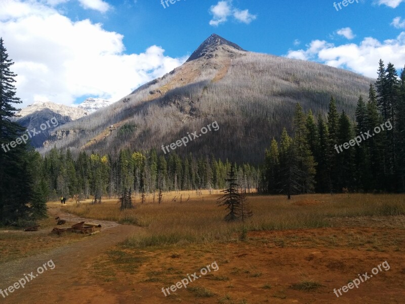 Mountain Tree Forest Rockies Canada