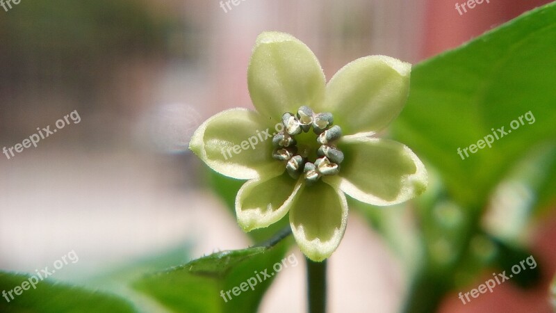 Flower Pepper Habanero Free Photos