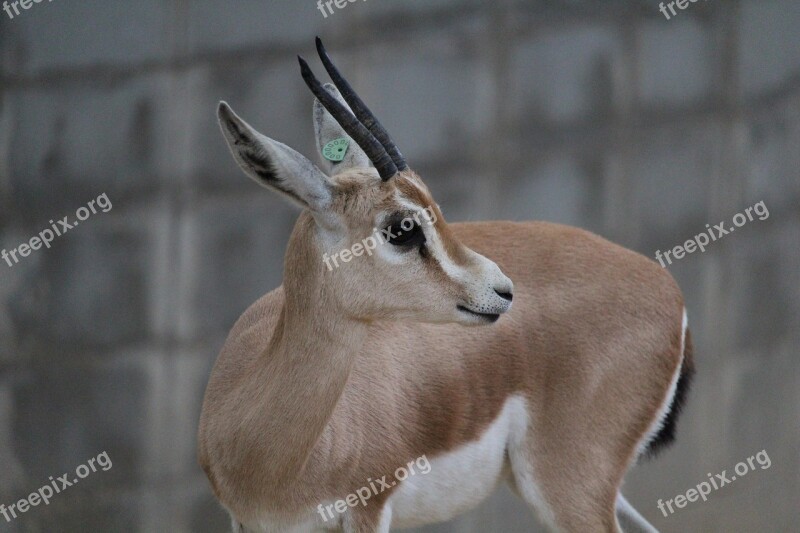 Gazella Wilderness Motion Nature Safari