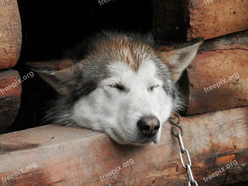 Husky Sleep Nap Sled Dog Dog