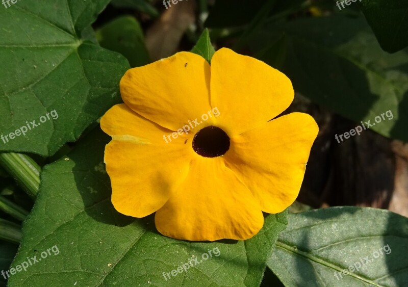 Flower Orange Thunbergia Alata Black-eyed Susan Vine