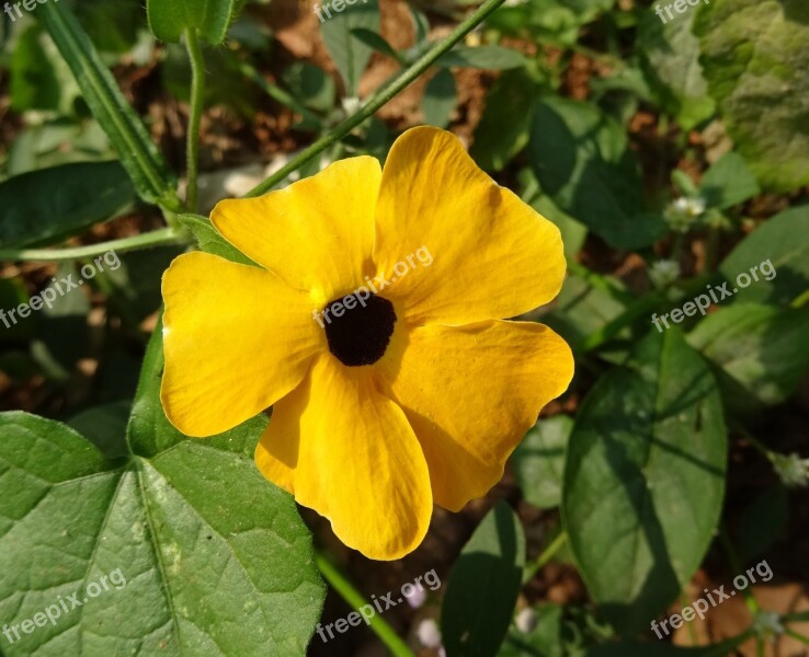 Flower Orange Thunbergia Alata Black-eyed Susan Vine