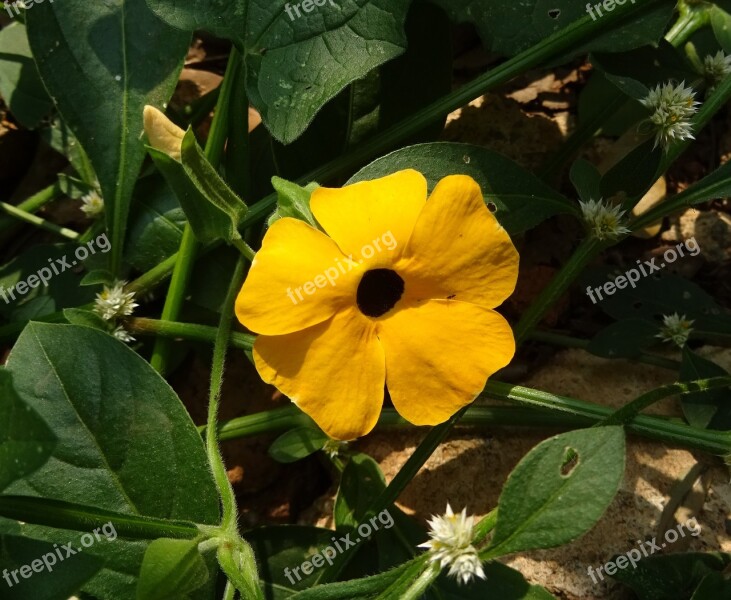 Flower Orange Thunbergia Alata Black-eyed Susan Vine