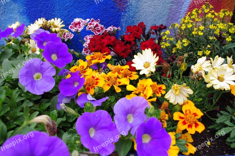 Colorful Flowers Farbenpracht B Colorful Nature