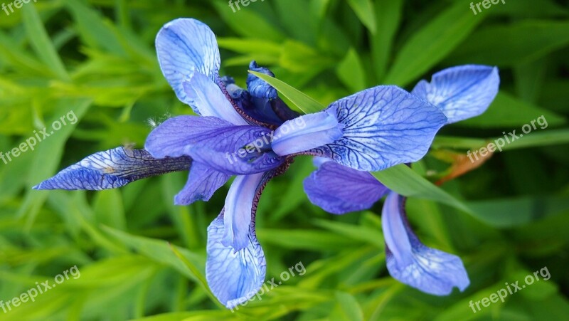 Surprise Wild Flower Living Nature Summer Closeup