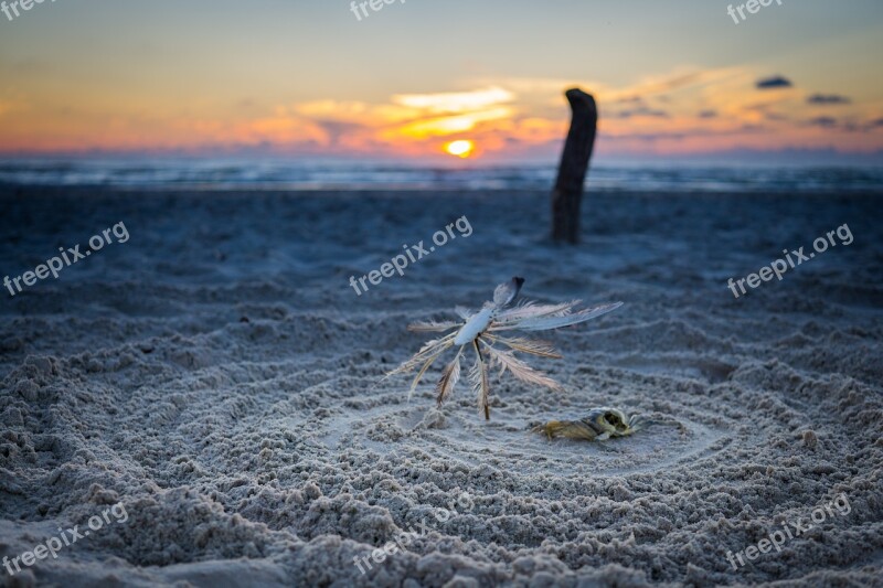 Beach Nature Cancer Lake Flotsam