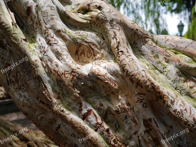 Tree Wood Structure Bark Scratched