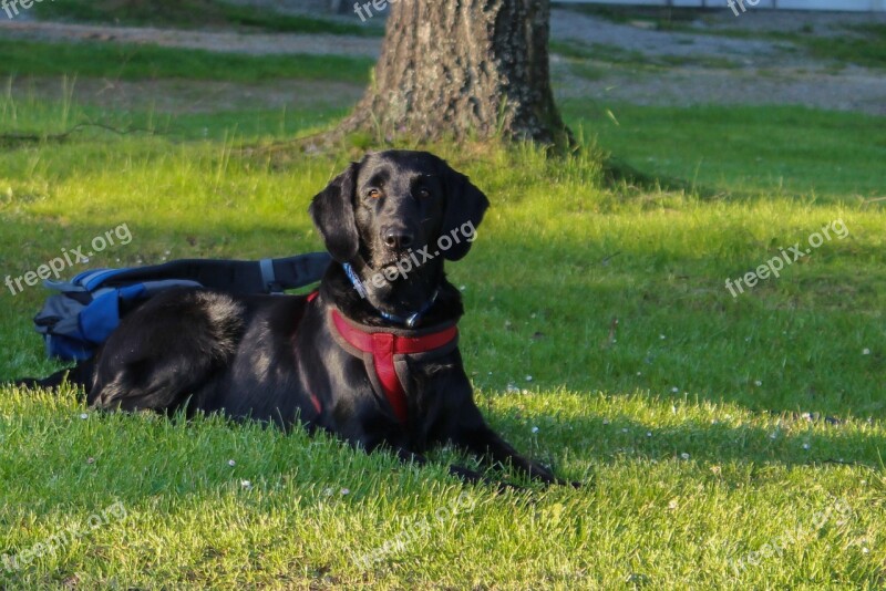 Dog Nature Walk Animal Labrador