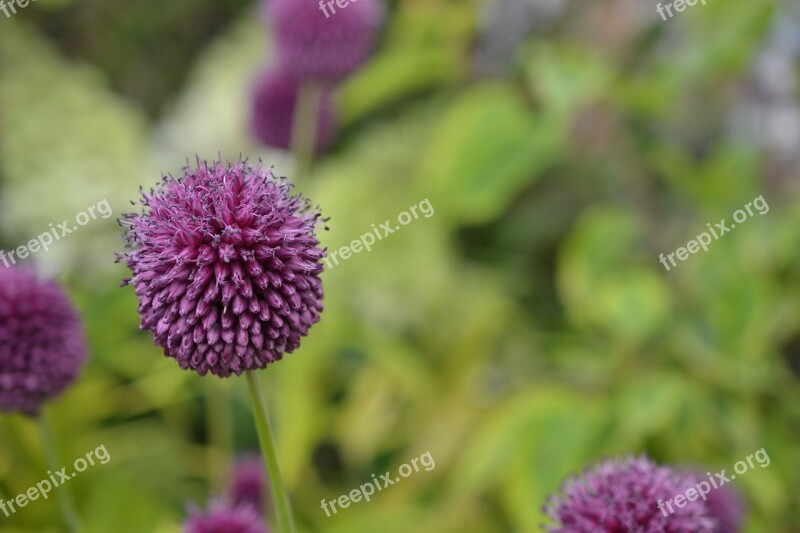 Flower Purple Purple Flowers Garden Pink