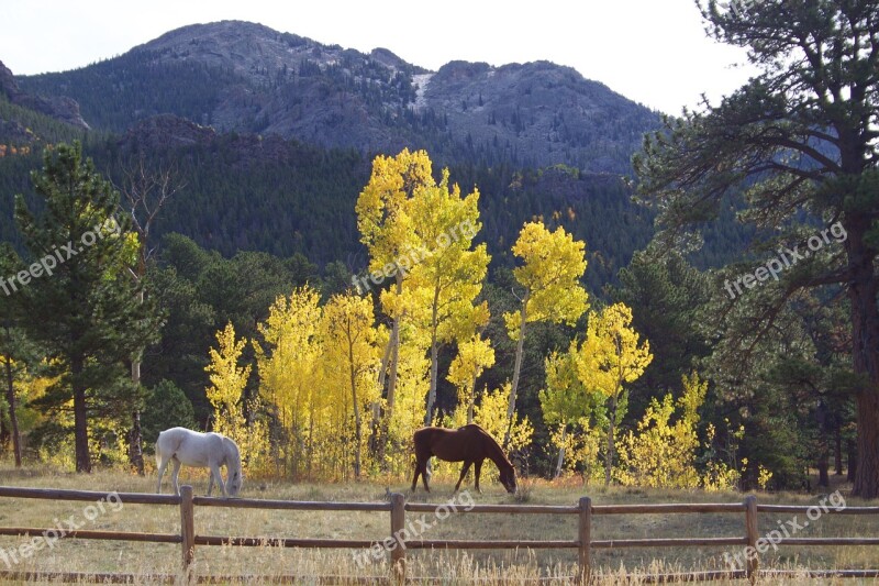 Horses Aspen Fence Fall Mountain