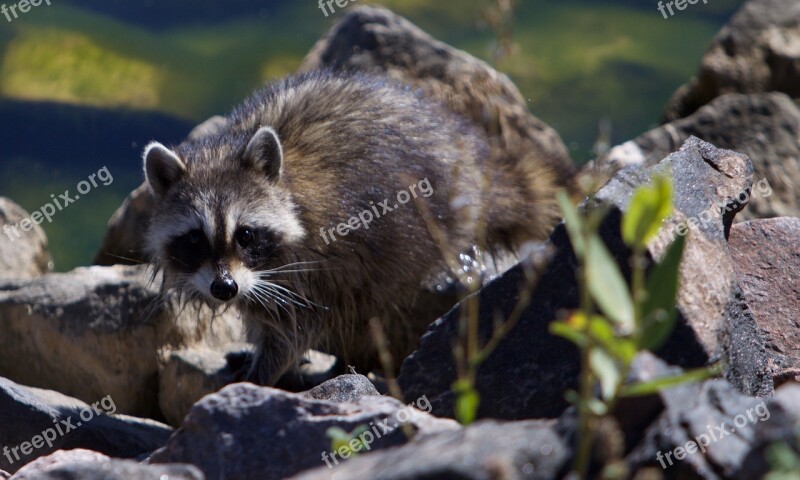 Raccoon Wildlife Cute Fur Mask