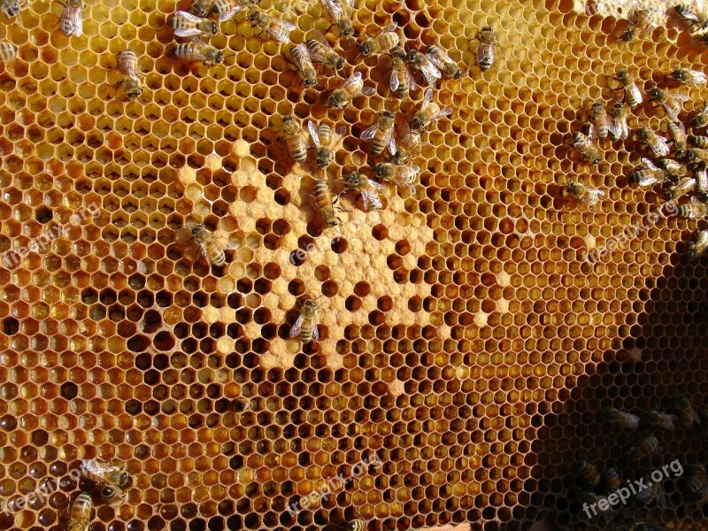 Bee Honeycomb Folks ' Presents Free Photos