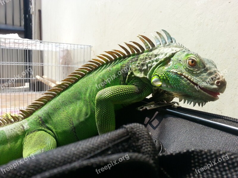 Pet Iguana Monsters Green Iguana Free Photos