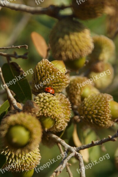 Acorn Quercus Ithaburensis Mount Thabor's Oak Ladybird Free Photos