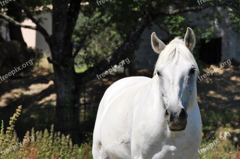 Horse Head Look Eyes Animals