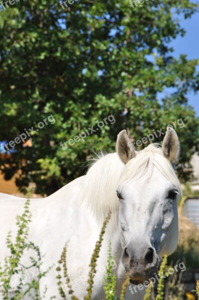 Horse Head Look Eyes Animals