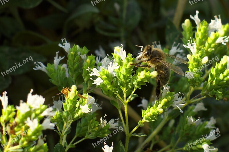 Bee Marjoram Foraging Free Photos