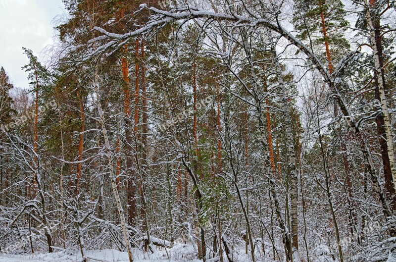 Winter Snow Forest Nature Landscape