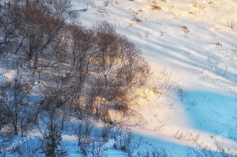 Snow Shadow Evening Winter Trees