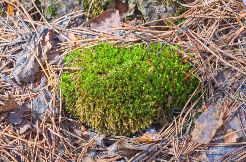 Spring Moss Hedgehog Needles Green