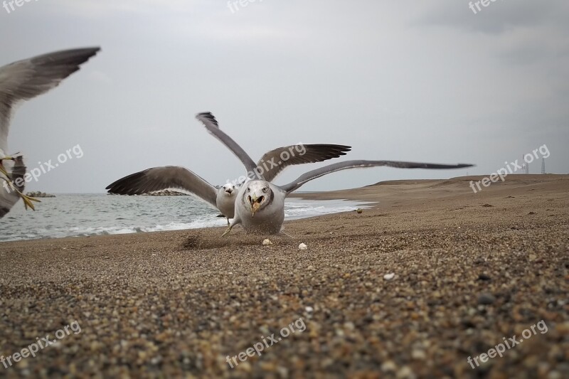 Sea Beach Seagull Seabird Wild Birds