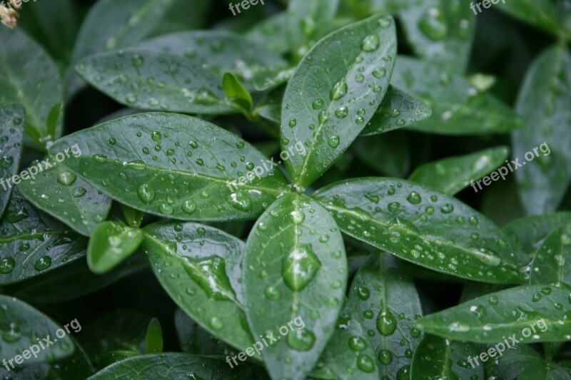 Wet Plant Nature Rain Green