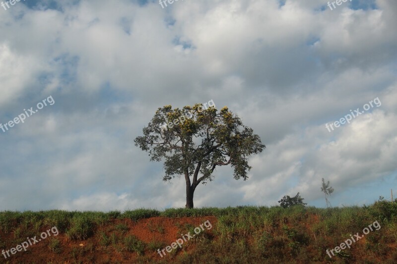 Flying Ceu Sky Nature Trees