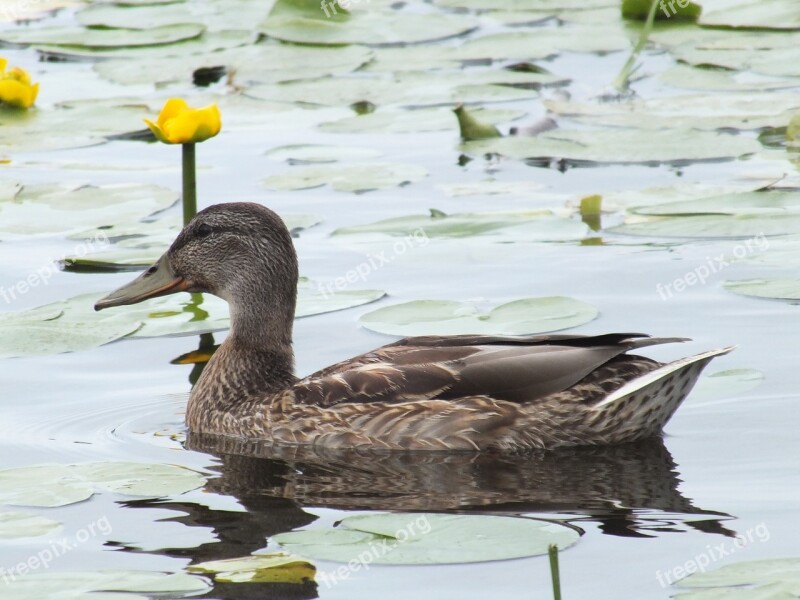 Bird Duck Pond Swim Lily Pads