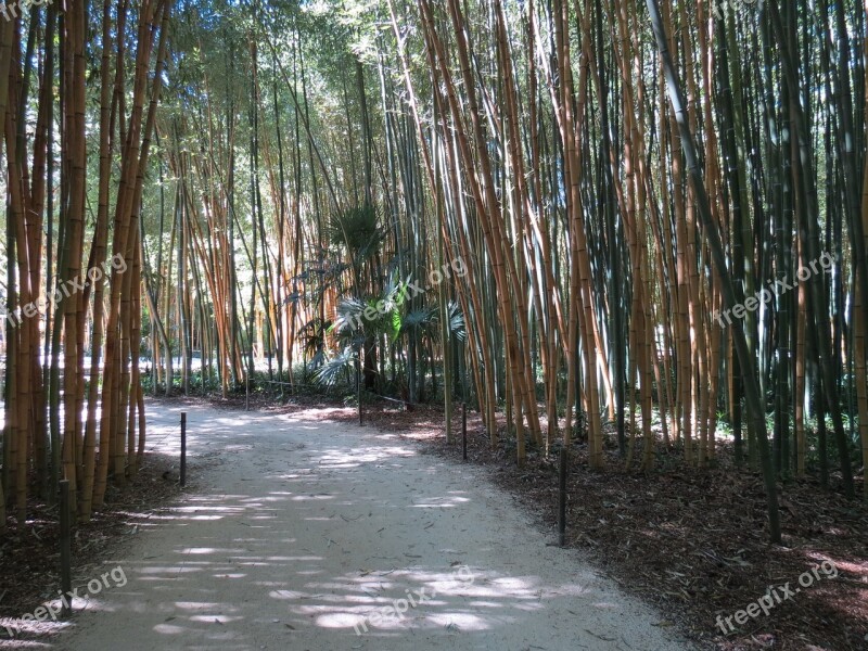 Bamboo Anduze Cévennes Redwoods Giants