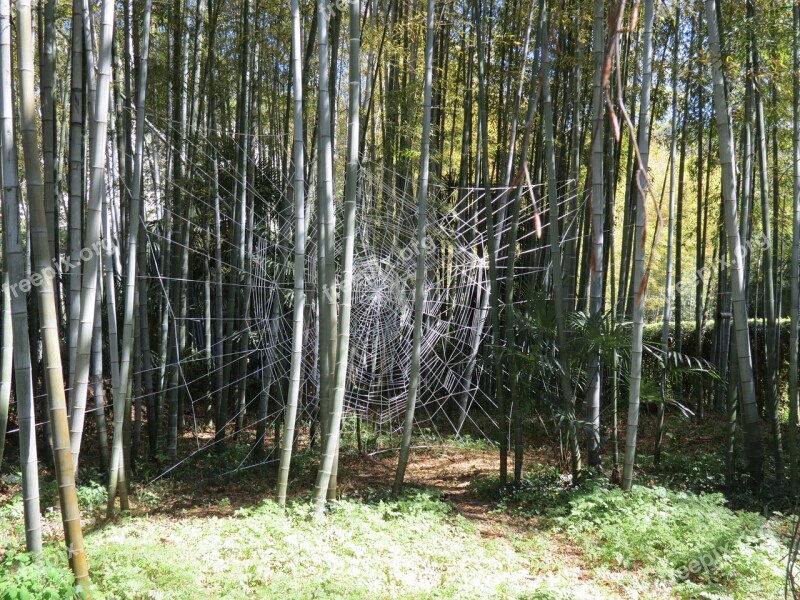 Bamboo Anduze Cévennes Redwoods Giants