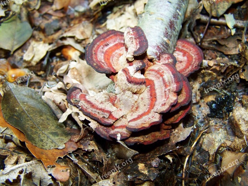 Tinder Fungus Nature Forest Free Photos