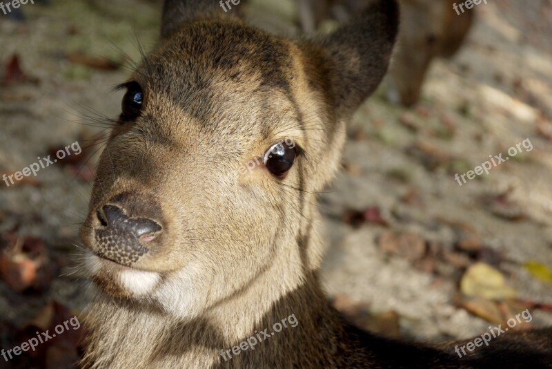 Biche Head Wild Close Up Animal