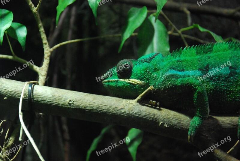 Chameleon Animal Green Natural Reptile