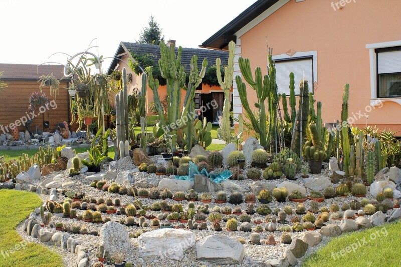 Hobby Garden Exoticism Cactus Nature