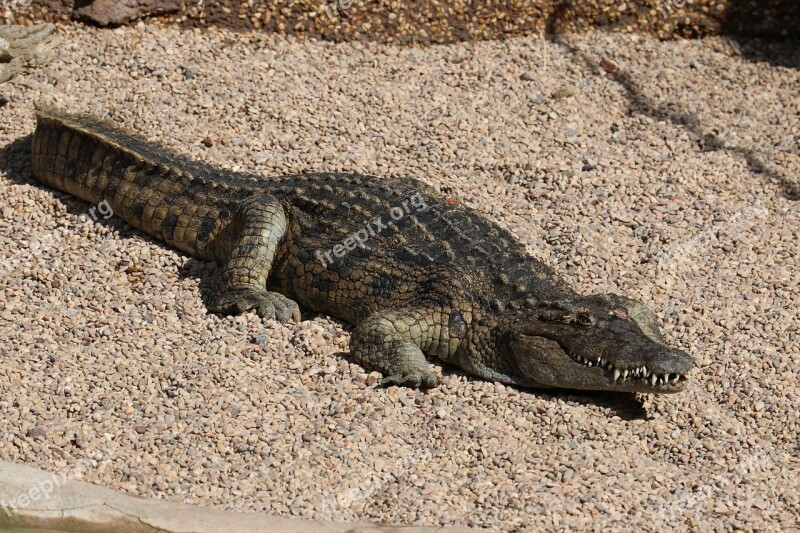 Crocodile Alligator Zoo Dangerous Predator